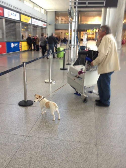 空港のロビーにいる犬