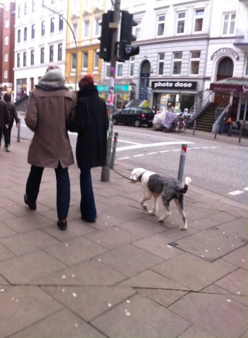 2人で犬と市街を散歩する