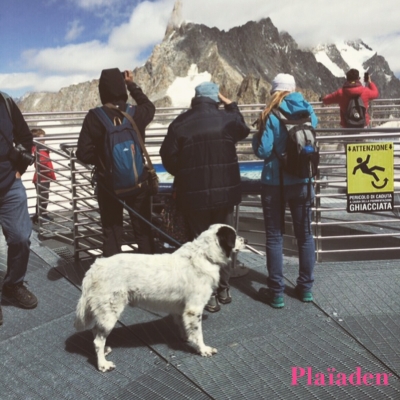 登山中の犬