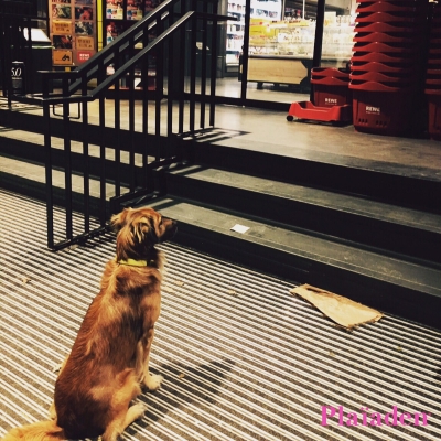 店先で待つ犬